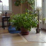 Applied Green Plants in Home Interior Applied Green Plants in Home Interior 7 150x150 Benefits of Using Green Plants in Home Interior